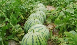 热门大瓜有哪些